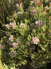 Serruria rubricaulis