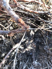 Serruria rubricaulis