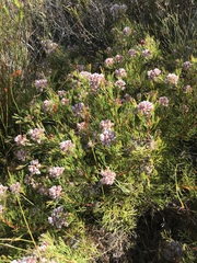 Serruria rubricaulis