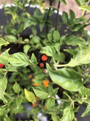 Phidippus cardinalis