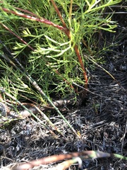 Serruria rubricaulis