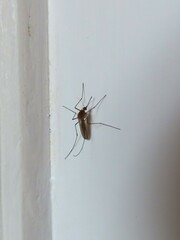 Culicinae