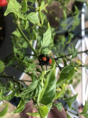 Phidippus cardinalis