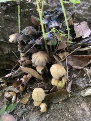Coprinellus micaceus