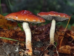 Leratiomyces ceres