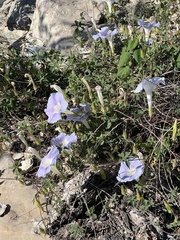 Ipomoea lindheimeri
