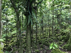 Merrilliodendron megacarpum