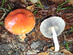 Leratiomyces ceres