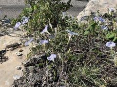 Ipomoea lindheimeri