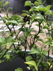 Phidippus cardinalis