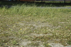 Arctotheca calendula