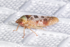 Dragonana dracontea