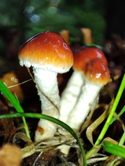 Leratiomyces ceres