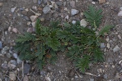 Phragmidium potentillae