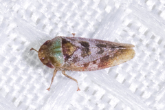 Dragonana dracontea
