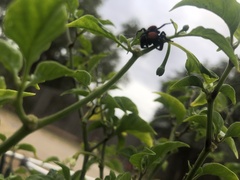 Phidippus cardinalis