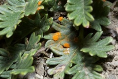 Phragmidium potentillae