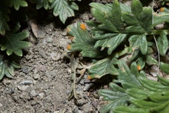 Phragmidium potentillae