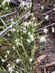 Melasphaerula graminea