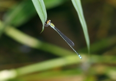 Pseudagrion rubriceps