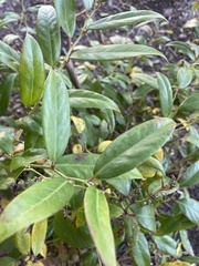 Leucothoe