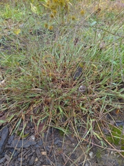 Digitaria sanguinalis