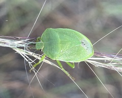 Chinavia pensylvanica