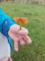 Hygrocybe conica