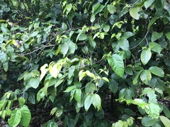 Merrilliodendron megacarpum