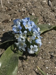 Zephyra elegans