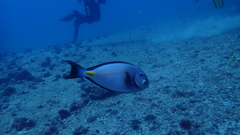 Acanthurus monroviae