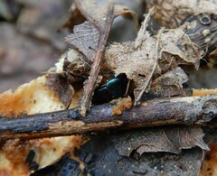 Philonthus caeruleipennis