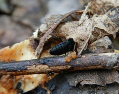 Philonthus caeruleipennis