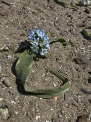 Zephyra elegans