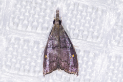 Microcausta bipunctalis