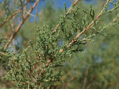 Juniperus excelsa