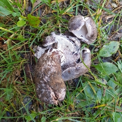 Boletopsis leucomelaena