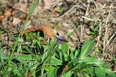 Polyommatus bellargus