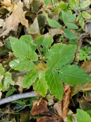 Aegopodium podagraria