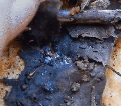 Philonthus caeruleipennis