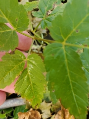 Aegopodium podagraria
