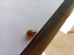 Adalia bipunctata