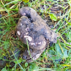 Boletopsis leucomelaena