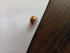 Adalia bipunctata