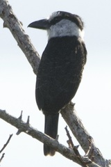 Notharchus hyperrhynchus