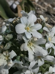 Zephyra compacta