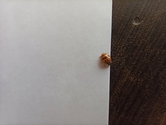 Adalia bipunctata