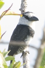 Notharchus hyperrhynchus image