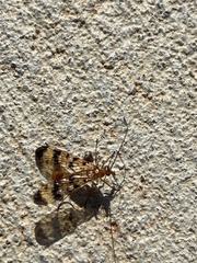 Mecoptera