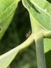 Aphis craccivora
